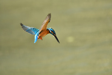 Obraz premium カワセミのホバリング 