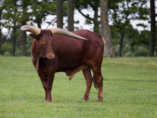 Obraz premium African male Ankole cattle