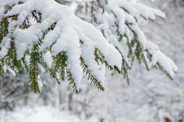 Spruce branches in a winter forest under a thick layer of snow