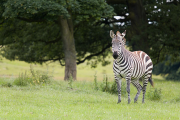 Fototapeta na wymiar African zebra standing