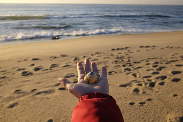 the shell in the hand