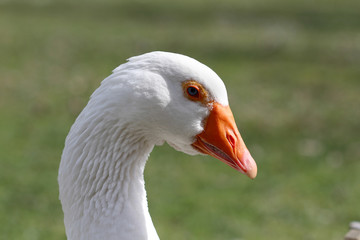 Goose on green background