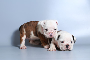 2 month purebred English Bulldog puppy on gray screen