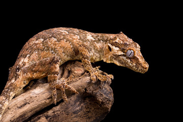 Gargoyle gecko isolated on black
