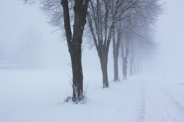Fototapeta na wymiar Rauhreif und Bäume im Nebel