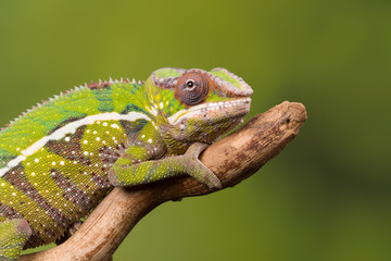 Panther Chameleon closeup