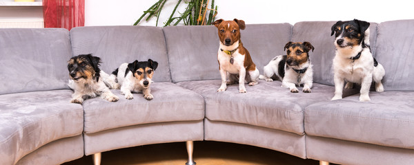 Pack Jack Russell Terrier Doggies- Five little dogs sitting or lying indoor side by side on the sofa