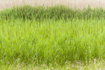 Gräser im Naturschutzgebiet - grasses in the nature reserve