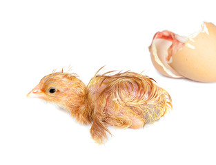 Newborn chick on white © Anneke