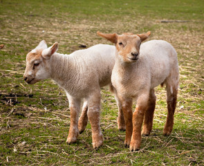 Twin lambs in spring