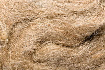 Closeup of raw flax