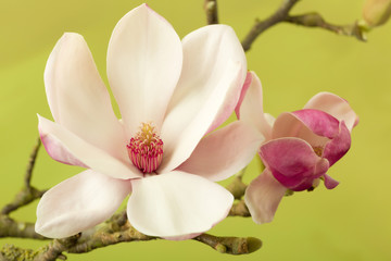 Fototapeta na wymiar Heart of a magnolia