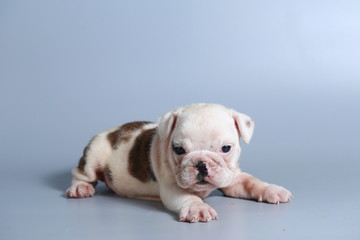 2 month purebred English Bulldog puppy on gray screen