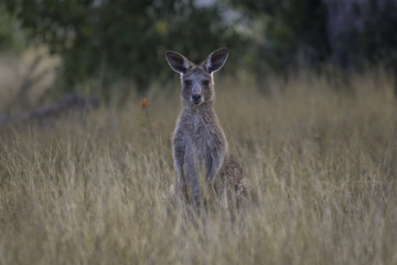 Fototapeta na wymiar Kangaroo in the long grass