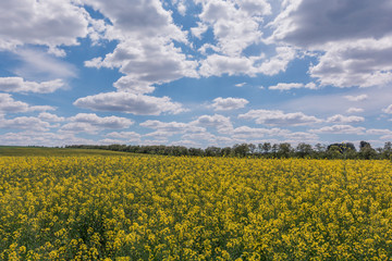 Obraz premium Yellow oil rape seeds in bloom. Field of rapeseed - plant for green energy.