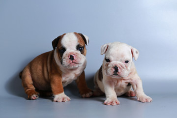 2 month purebred English Bulldog puppy on gray screen
