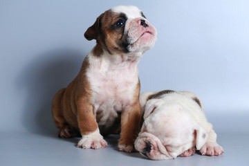 2 month purebred English Bulldog puppy on gray screen