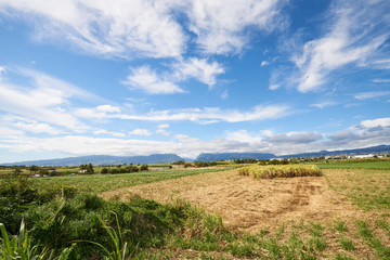 Fototapeta na wymiar Sugar Cane fields, agriculture in South of Reunion Island (Saint-Pierre, Pierrefonds)