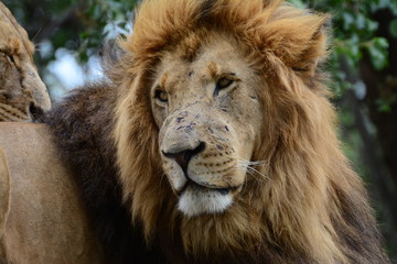 Male Lion 