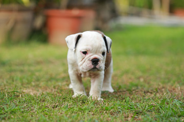 english bulldog puppy enjoy life on greensward