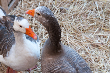 ducks in a barn