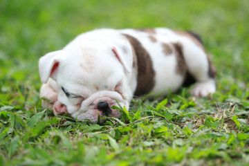 english bulldog puppy enjoy life on greensward