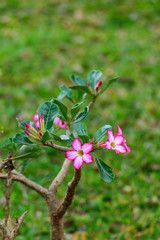 Obraz premium Adenium obesum