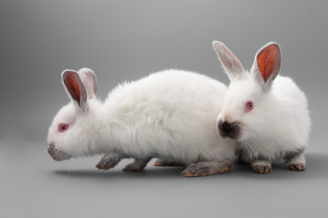 white rabbit with red eyes on a gray background. Studio.