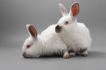 white rabbit with red eyes on a gray background. Studio.
