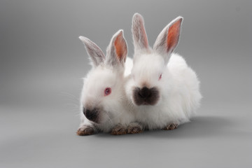 white rabbit with red eyes on a gray background. Studio.