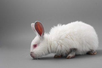 white rabbit with red eyes on a gray background. Studio.