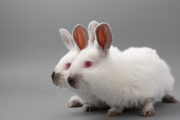 white rabbit with red eyes on a gray background. Studio.