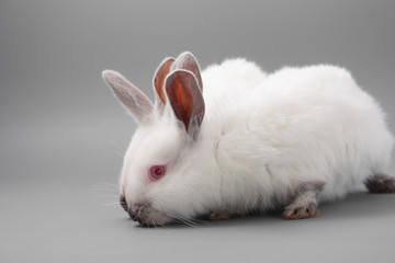 white rabbit with red eyes on a gray background. Studio.