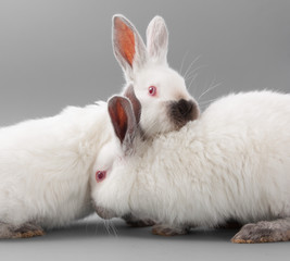 white rabbit with red eyes on a gray background. Studio.