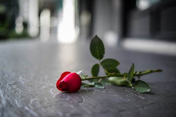 Red rose left on the floor in sadness Valentine's day. A broken heart or breaking up relationship concept