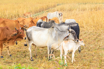Cow farming in rural of Thailand.