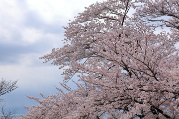 Cherry blossom viewing