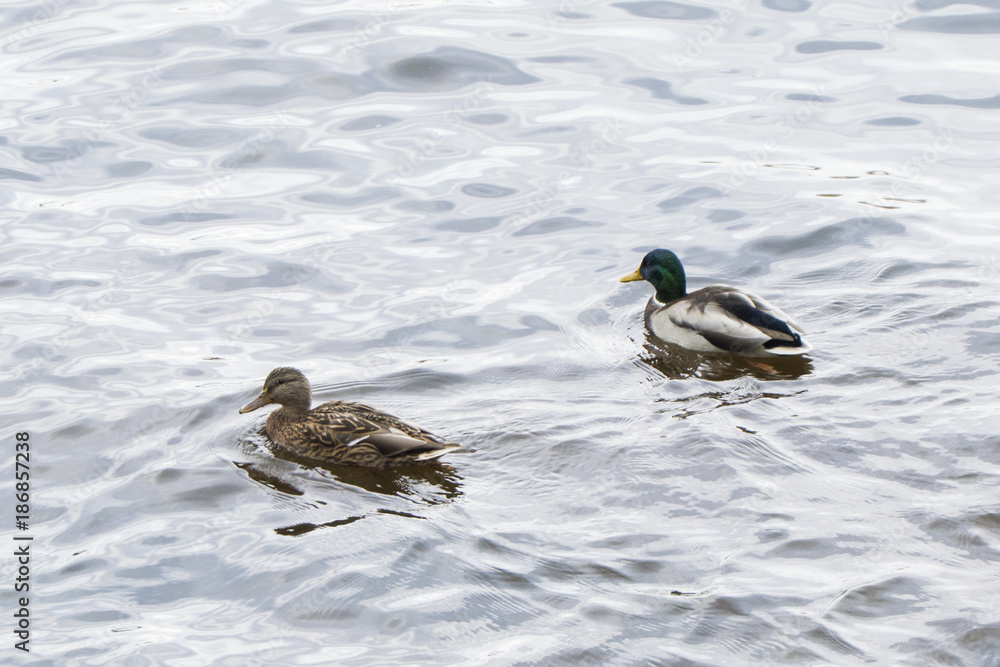 Wall mural pair of ducks in a pond