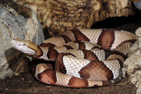 Agkistrodon contortrix - Kupferkopf
