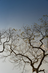 Beautiful tree branches in springtime against blue sky background.