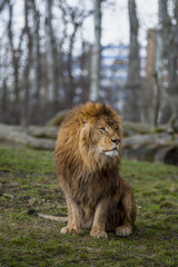 Samotny lew