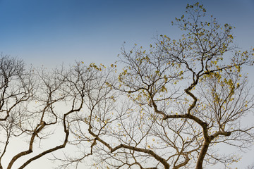 Fototapeta na wymiar Beautiful tree branches in springtime against blue sky background.