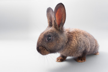 chocolate brown rabbit with red eyes on a gray background. Studio.