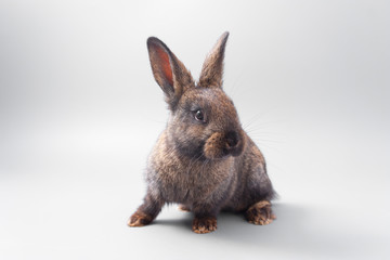 chocolate brown rabbit with red eyes on a gray background. Studio.
