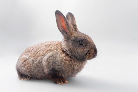 chocolate brown rabbit with red eyes on a gray background. Studio.