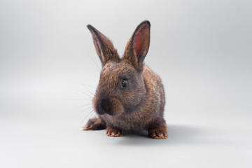 chocolate brown rabbit with red eyes on a gray background. Studio.