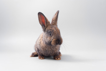chocolate brown rabbit with red eyes on a gray background. Studio.
