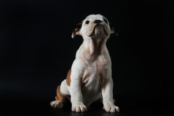 Fototapeta na wymiar purebred English Bulldog puppy action on balck screen