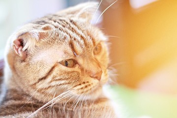 Animals or pets concept : Lovely cat is looking at camera, soft focus