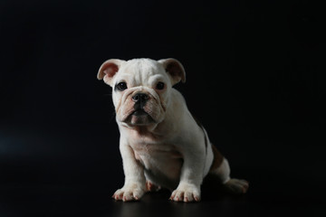 purebred English Bulldog puppy action on balck screen